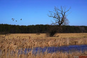Перезимовали. 10 фото яркого начала марта